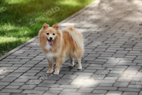 Preview: Woman with her cute dog walking on city street. closeup