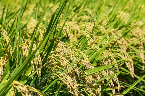 Preview: Paddy rice meadow