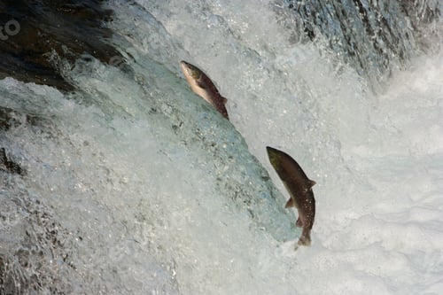 Preview: Two salmon leaping upriver against the current.
