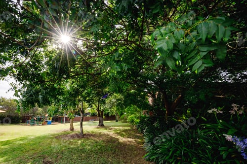 Preview: sun shines through leaves and a large grass field behind trees
