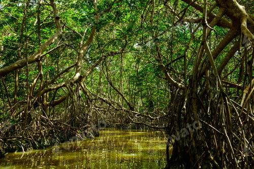 Preview: River in forest with a mangrove trees
