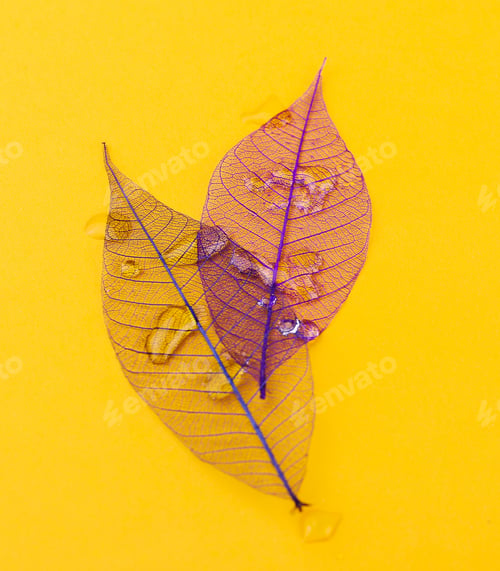 Preview: Leaf on the table