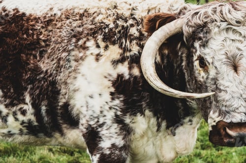 Preview: Close up of English Longhorn cow standing on a pasture.
