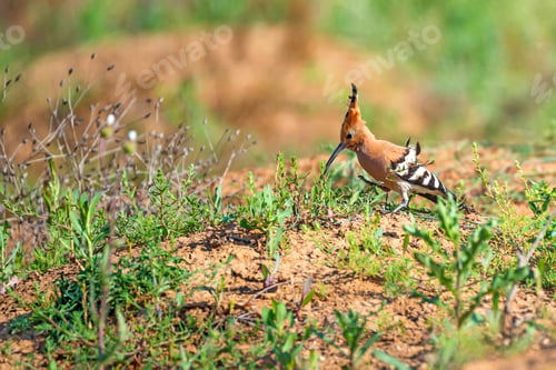 Preview: Common hoopoe or Upupa epops in steppe