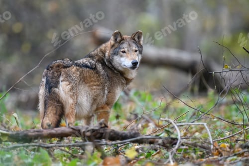 Preview: Close up wolf in autumn forest background