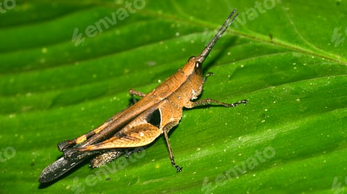 Preview: Tropical Grasshopper, Amazonia