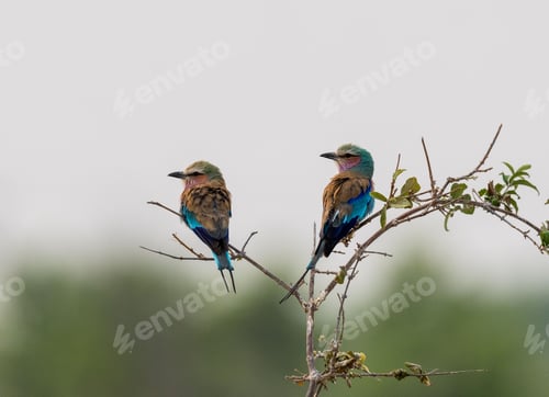 Preview: two Lilac Breasted Roller birds perched on the top of a tree