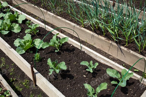 Preview: Beds with young cabbage and garlic. Organic food production