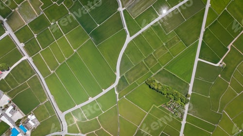 Preview: Aerial view of lush green rice fields in Taiwan during sunny weather with winding paths