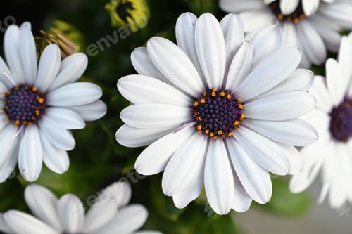 Preview: White African Daisies with a purple and yellow center. Osteospermum