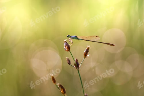 Preview: damselfly