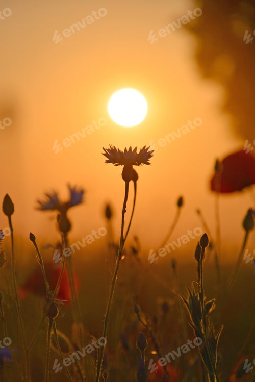Preview: Summer sunset