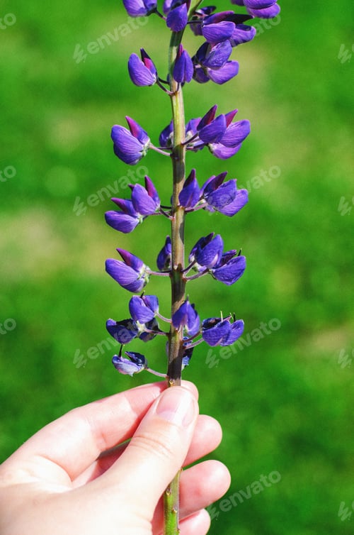 Preview: Girl holding lupine in her hand