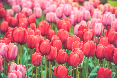 Preview: Multicolored tulips field in the Netherlands