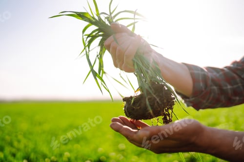 Preview: Young Green wheat seedlings in the hands of a farmer. Ripening ears of wheat field.
