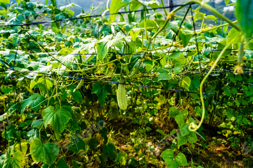 Preview: Closeup view of cucumber on branch in farmland