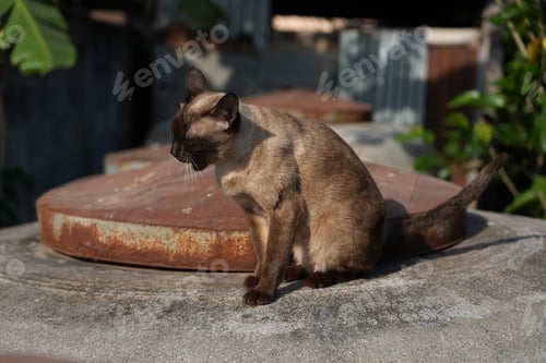 Preview: Siamese cat