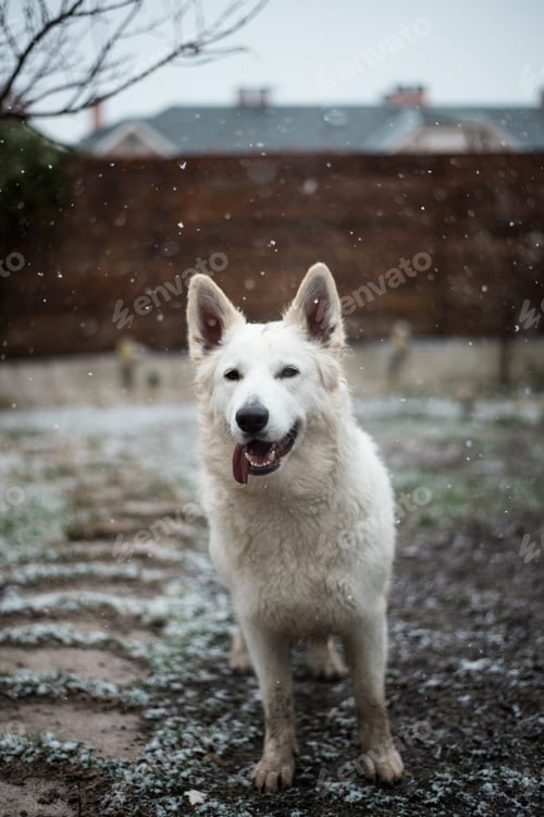 Preview: Dog standing under snow