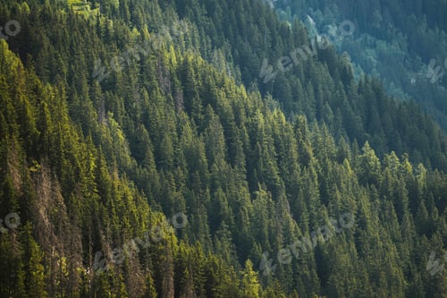Preview: Beautiful green forest on the Mont Blanc Massif