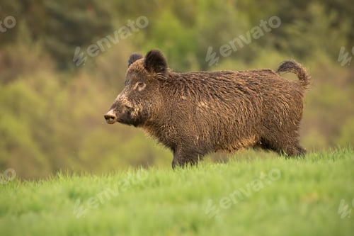 Preview: Wild boar, sus scrofa, walking trough a spring meadow