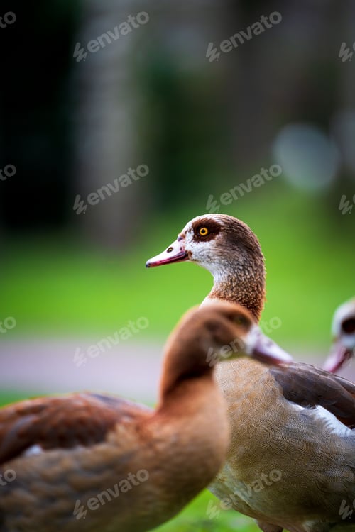 Preview: Brown ducks stand in a grassy area