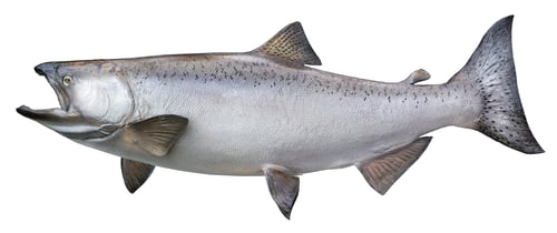 Preview: King Salmon Isolated on White Background