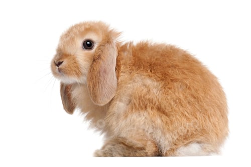 Preview: Rabbit against white background