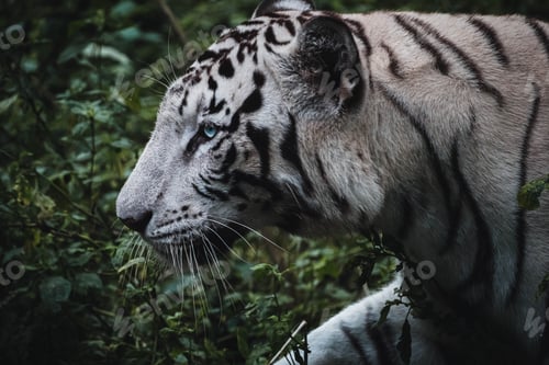 Preview: Closeup of a white Bengal tiger in the jungle