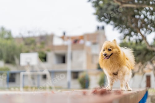 Preview: Beautiful pomeranian dog standing on a bench in a park