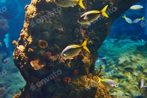 Preview: Sea fishes in the deep aquarium, sea life