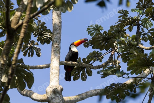 Preview: Toucan bird on the nature in Foz do Iguazu, Brazil