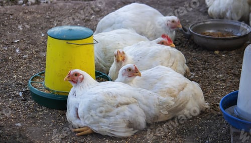 Preview: Small chicken coop and fenced area for chickens. Nature