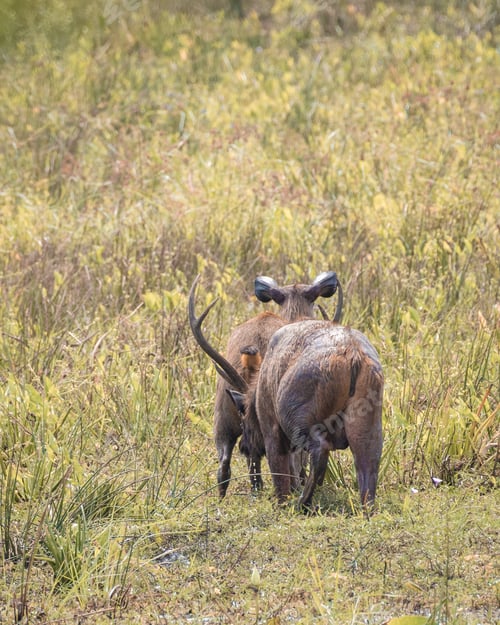 Preview: Male sambar deer smell and drink the female sambar's piss in an open grass field at Yala