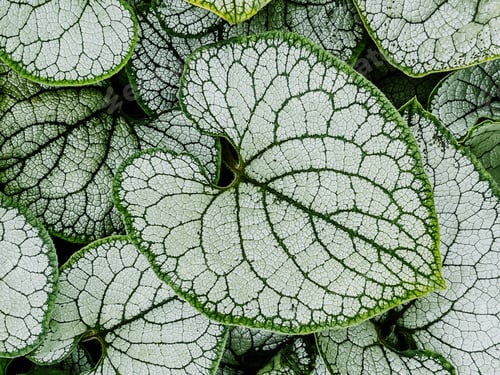 Preview: Green