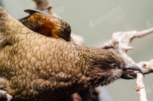 Preview: Kea parrot