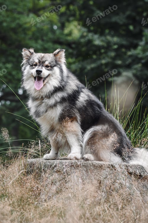 Preview: Portrait of a young puppy finnish lapphund dog sitting on a tree stump in the forest or woods