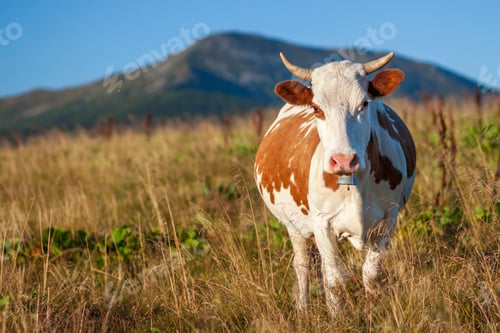 Preview: Summer landscape in the Carpathians with cow grazing on fresh green mountain pastures
