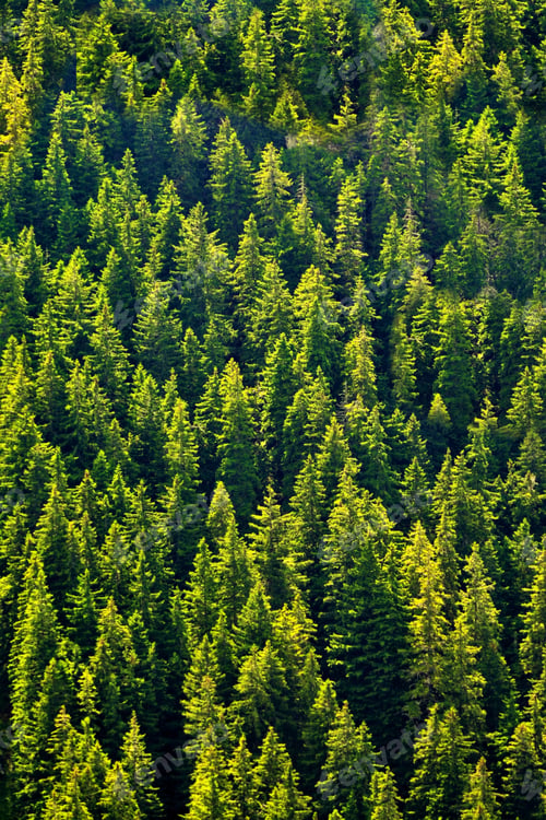 Preview: High angle shot of a lot of beautiful green fir trees in a forest on a sunny day