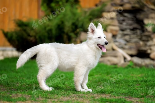 Preview: Berger Blanc Suisse White german shepherd poppy