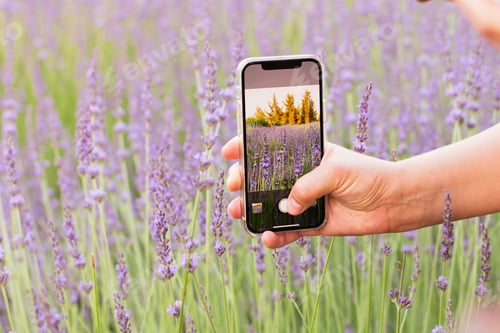 Preview: Human hand holding smartphone making pictures in blooming summer field with violet purple flowers