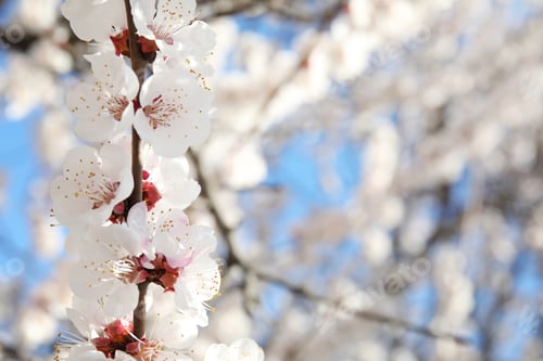 Preview: Closeup view of blossoming apricot tree on sunny day outdoors. Springtime