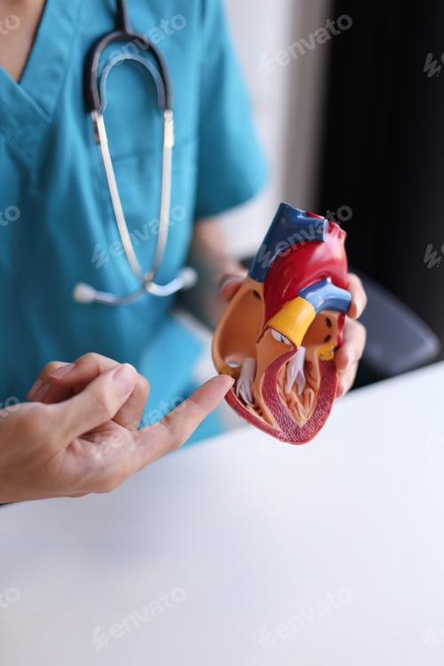 Preview: Doctor using heart model to explain blood flows direction.