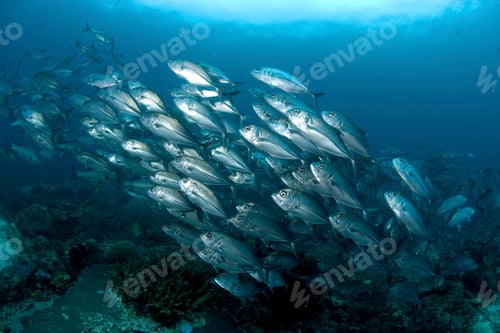 Preview: group of schooling fish under water