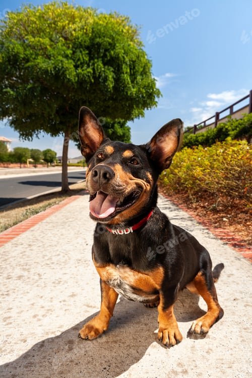 Preview: Dog