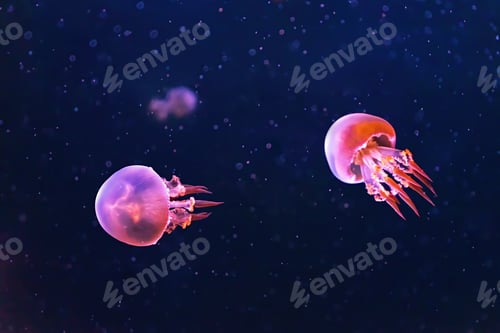Preview: Flame jellyfish, rhopilema esculentum swims in aquarium with pink neon light