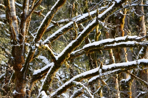 Preview: Moss, Snow and Tree Branches