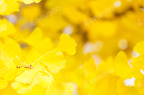 Preview: Autumn gingko