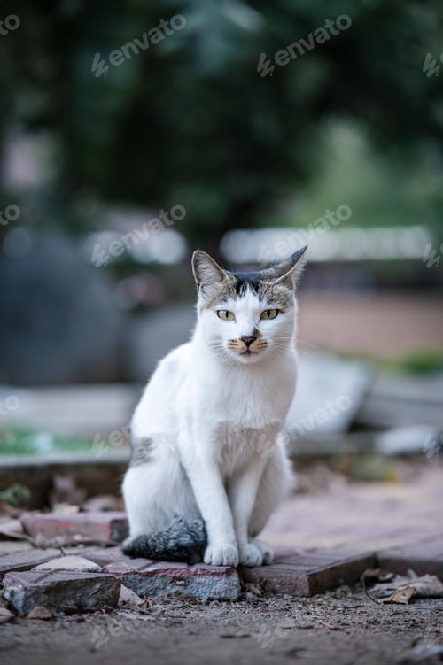 Preview: a white and grey cat sitting on a ledge with rocks