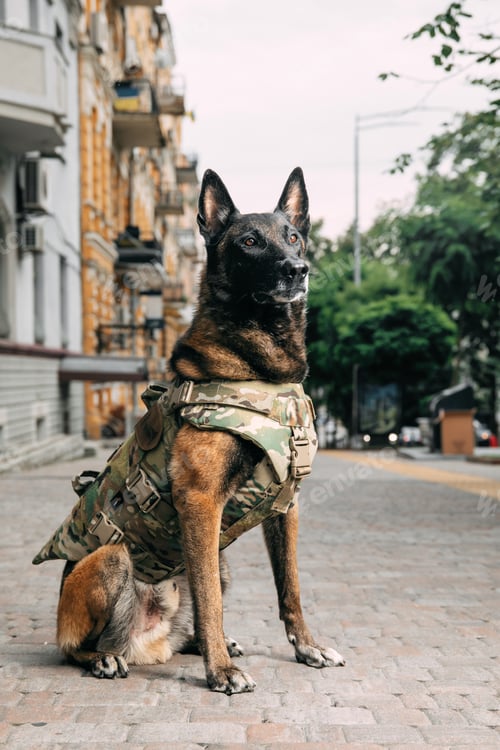 Preview: Dog armor. Dog in a bulletproof vest. Belgian Shepherd Malinois dog