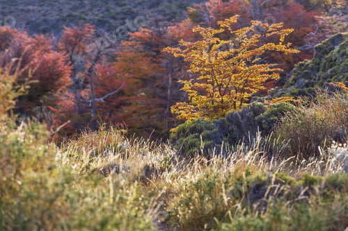 Preview: Autumn meadow